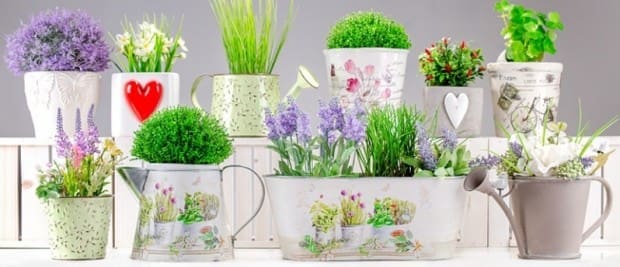 zioła rośliny w kuchni