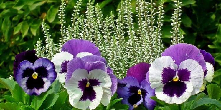 Najdłużej kwitnące kwiaty ogrodowe