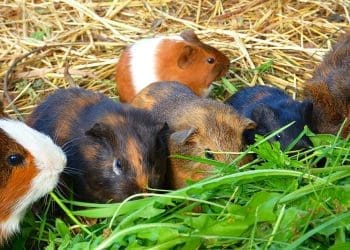 świnka morska - przyjaciel rodziny