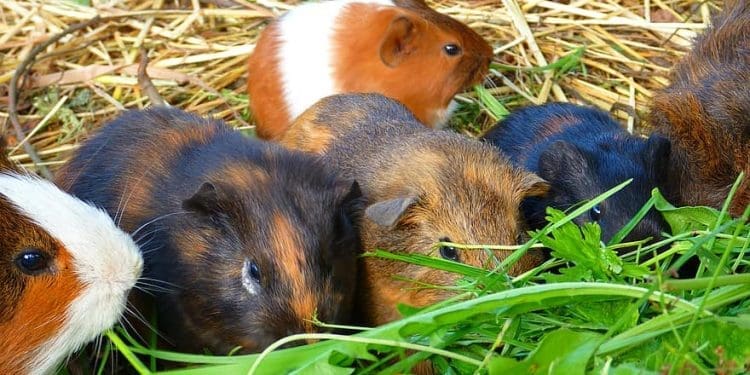 świnka morska - przyjaciel rodziny