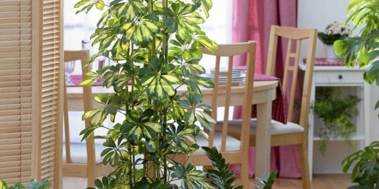 Popularne drzewka doniczkowe