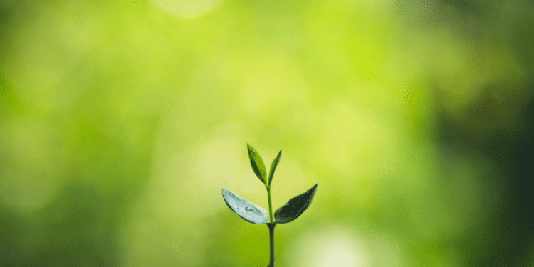 inwentaryzacja-przyrodnicza