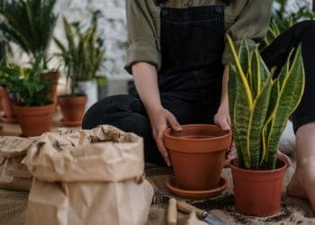 mezczyzna_przesadzajacy_rosliny