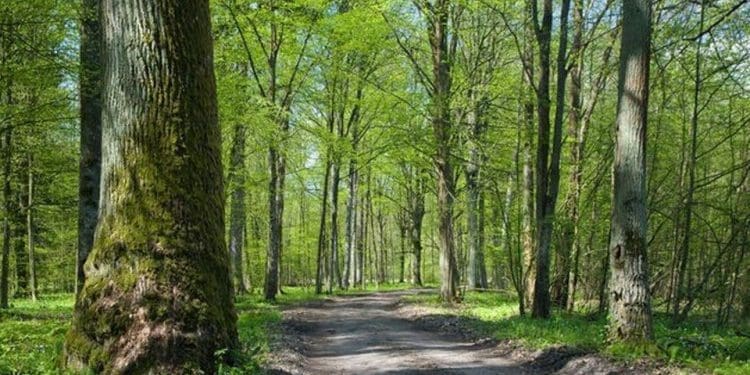 tereny zielone sprawdz co musisz o nich wiedziec