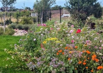 Łąka kwietna w ogrodzie