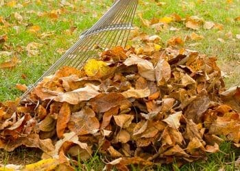 Grabienie liści w ogrodzie