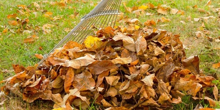 Grabienie liści w ogrodzie