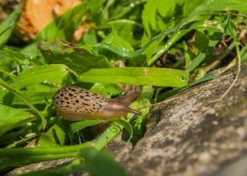 Ślimaki nagie w ogrodzie