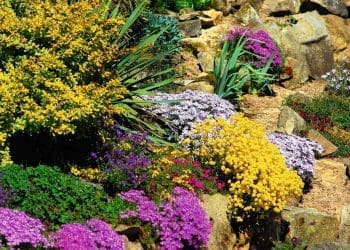 uprawa roślin w ogrodzie