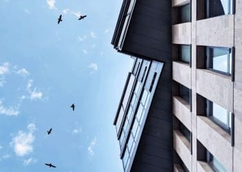 Kolizje ptaków z budynkami