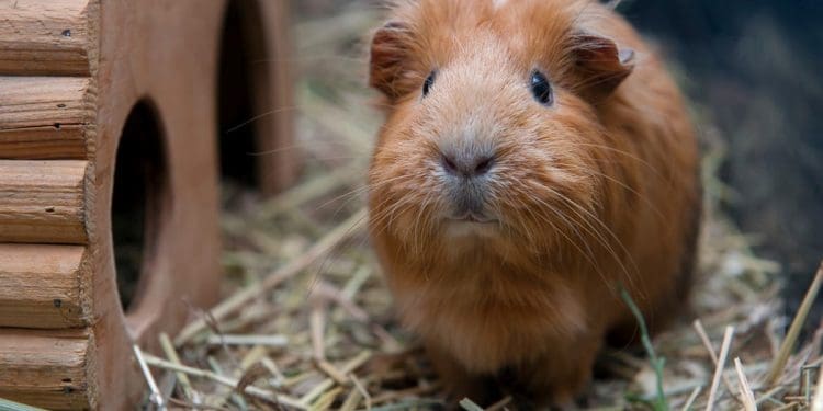 Pielęgnacja świnki morskiej