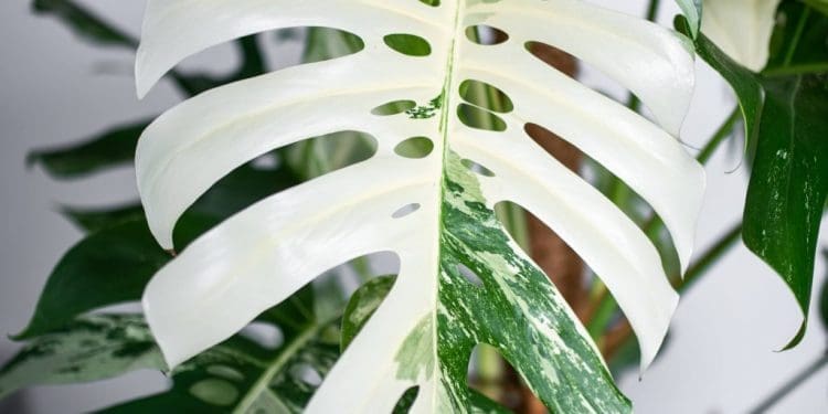 Rośliny kolekcjoersie- wyjątowe i unikatowe