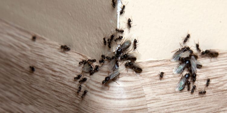 Mrówki w domu