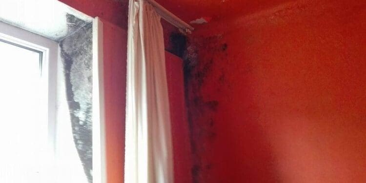 Pleśń na ścianie to nie dramat