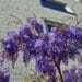 Wisteria -ozdoba ogrodu