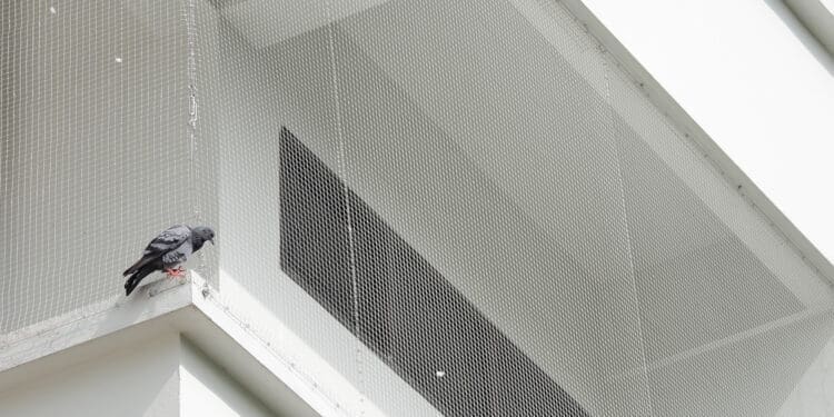 Masz dość gołębi na balkonie? Zamontuj wysokiej jakości siatkę!