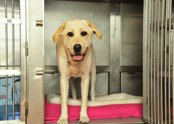 Jakie kojce dla psów sprawdzą się w ogrodzie?