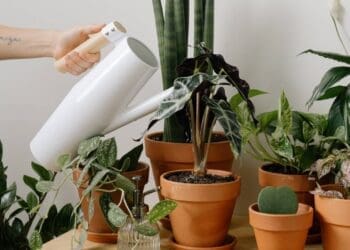 Wzmacnianie roślin doniczkowych