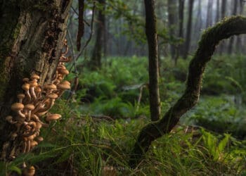 opieńka miodowa - grzyb,czy pasożyt