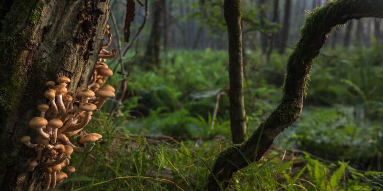 opieńka miodowa - grzyb,czy pasożyt