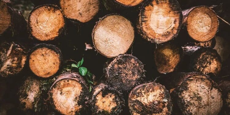 5 powodów, dla których warto wybrać drewno zamiast stali