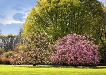 pielęgnacja magnolii