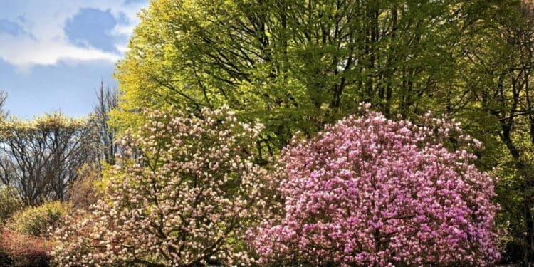 pielęgnacja magnolii