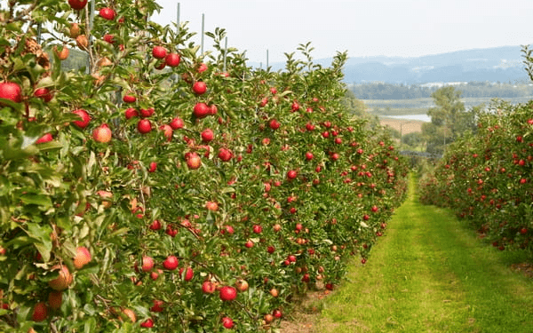 Drzewka owocowe: Sekret ogrodu pełnego smaku i kolorów