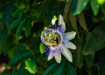 Męczennica (passiflora) – tropikalna roślina o niecodziennych kwiatach