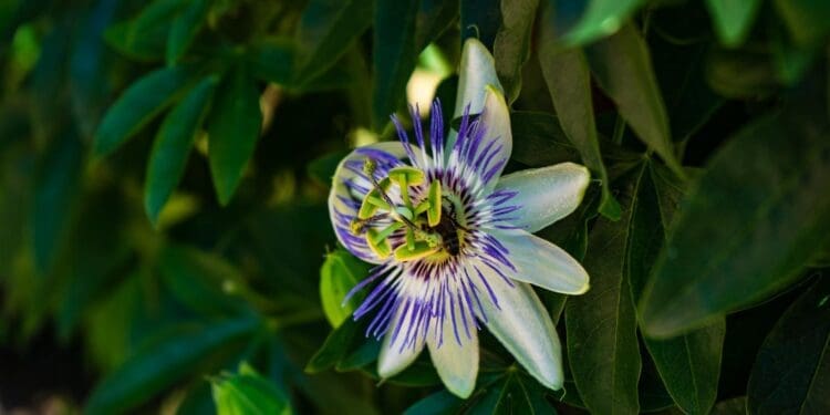 Męczennica (passiflora) – tropikalna roślina o niecodziennych kwiatach