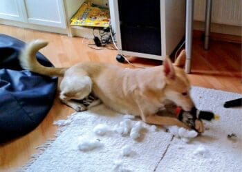 Na szkody wyrządzane przez zwierzęcych przyjaciół najbardziej narażone są meble i podłoga. Ochrona mebli przed zwierzętami domowymi opiera się na kilku filarach.