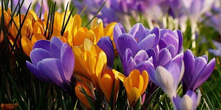 Krokusy-zwiastun wiosny