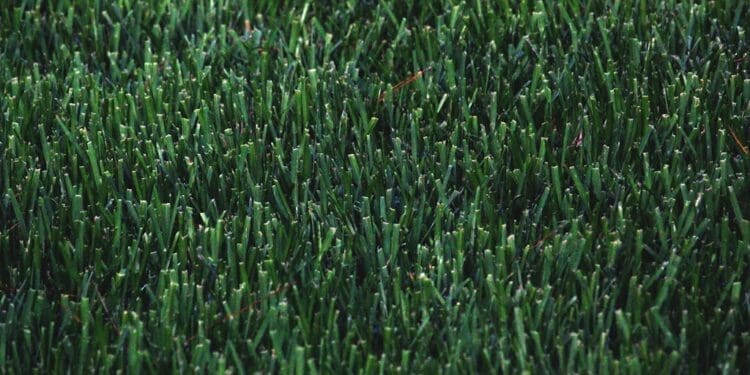 Jak pielęgnować trawnik wiosną?