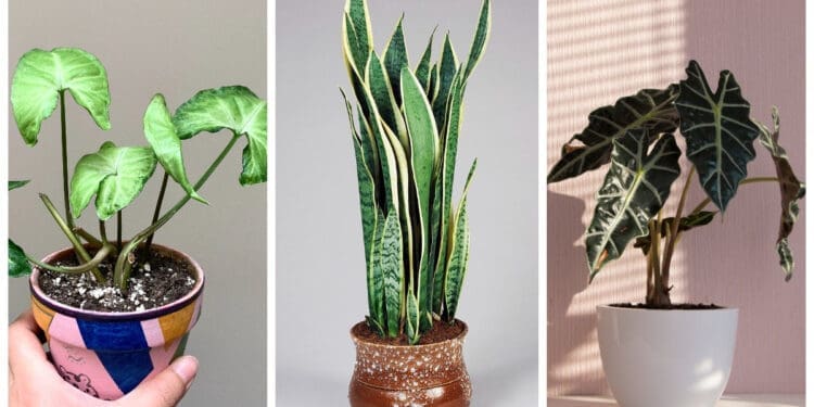 Babcine sposoby na wilgoć w domu