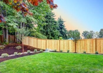 Drzewo na granicy działki