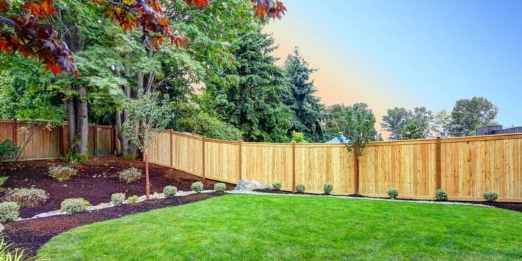 Drzewo na granicy działki