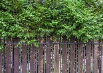 Drzewo na granicy działki