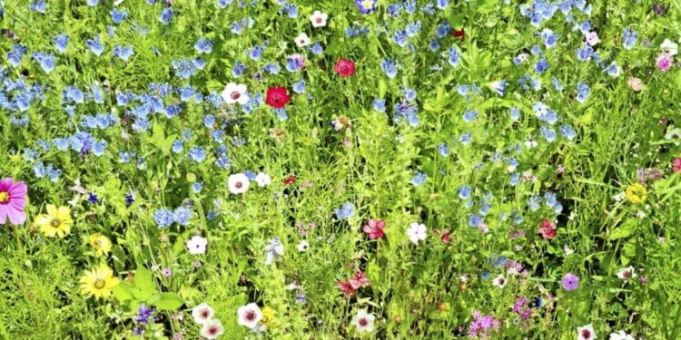 Rośliny odporne na deptanie. Alternatywa dla problematycznego trawnika