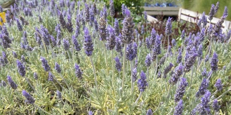 Rośliny odstraszające szerszenie