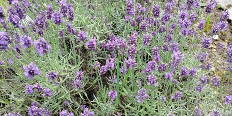 odmiany lawendy