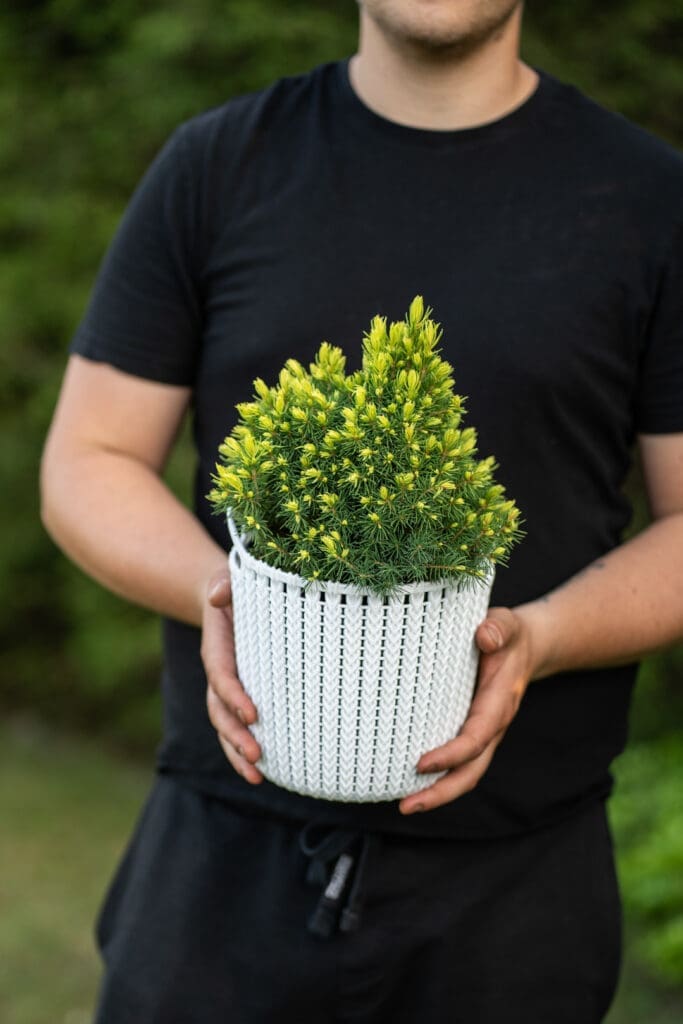 świerk biały conica